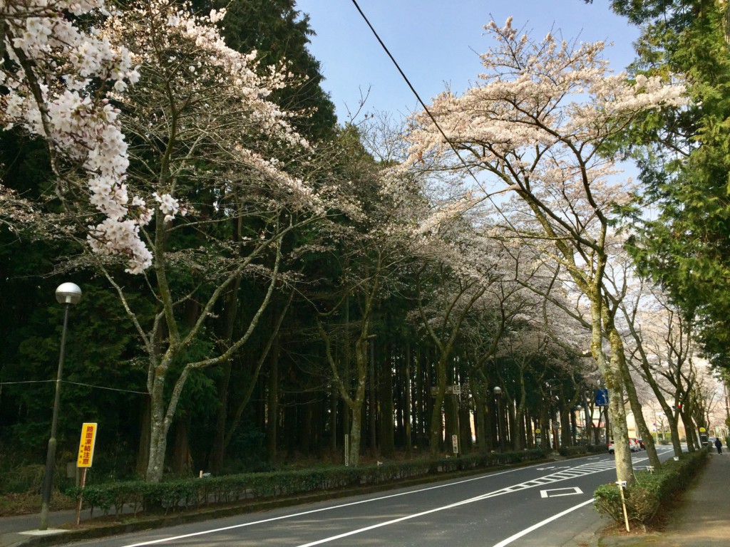4 秩父宮記念公園前桜並木 富士山gogoエフエム