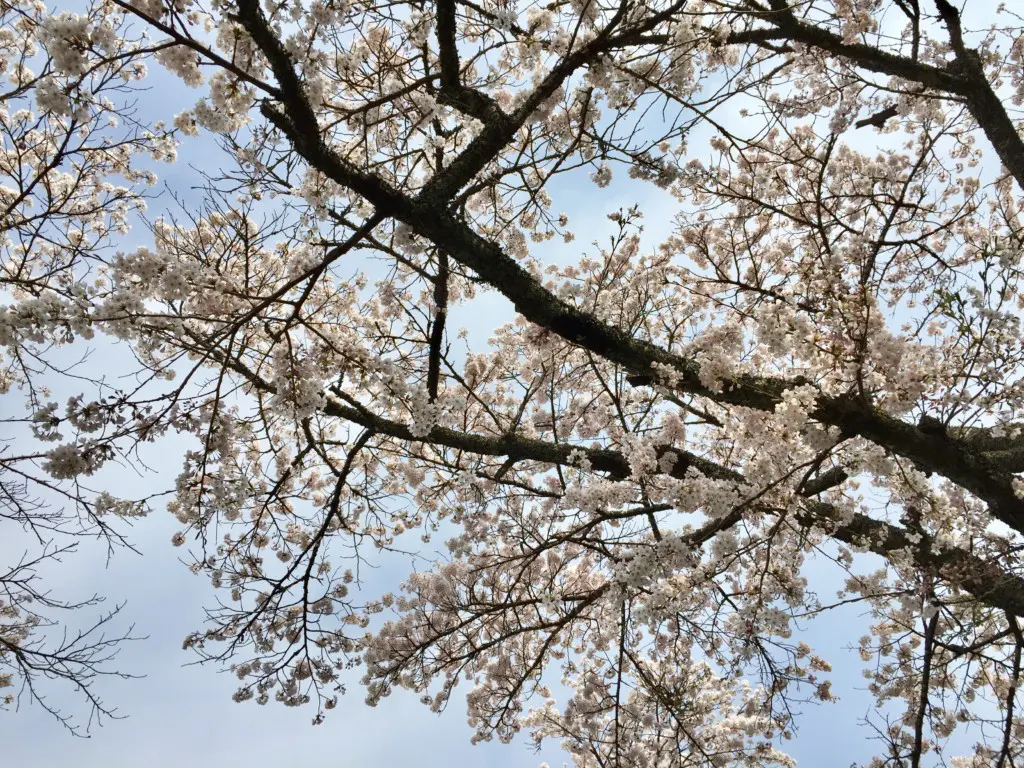 4 秩父宮記念公園前桜並木 富士山gogoエフエム