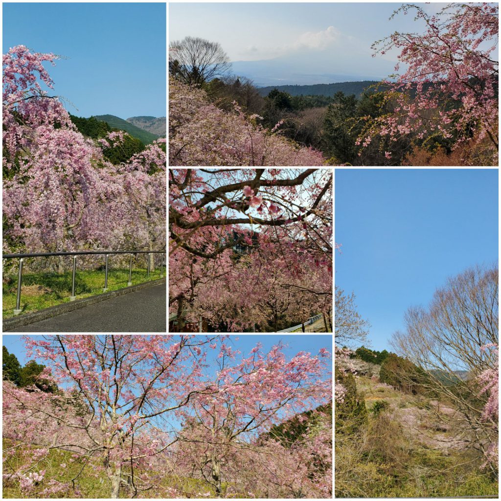 4月9日☆木曜Fujiyama Sunrise☆予告編