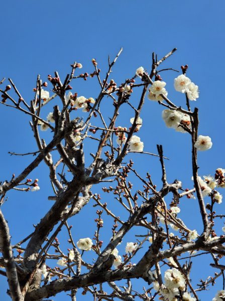 1月28日☆木曜FujiyamaSunrise☆予告編