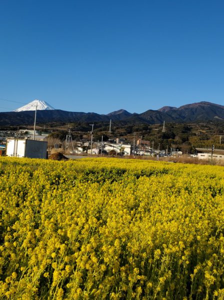 2月24日☆水曜FujiyamaSunrise☆予告編